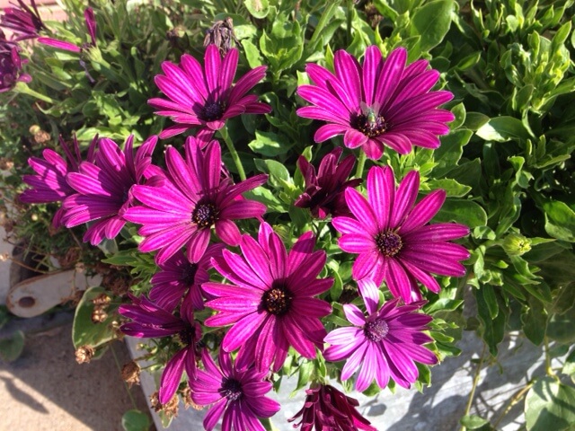 Purple flowers-small